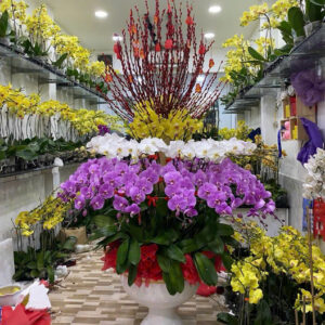 Khai Trương Hồng Phát