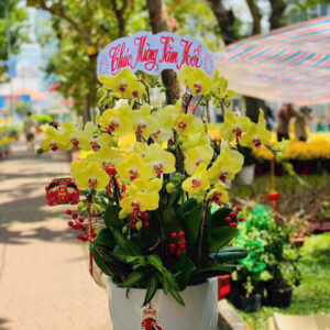 Lan Hồ Điệp Vàng - tài lộc về nhà