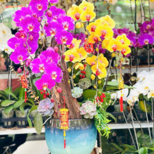 Lan Hồ Điệp Sinh Nhật