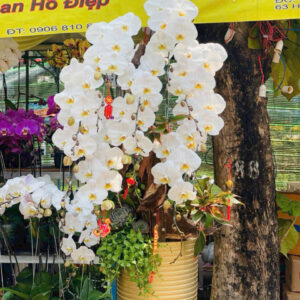 Lan Hồ Điệp Trắng