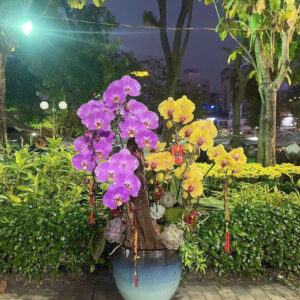 Lan Hồ Điệp Tím Vàng