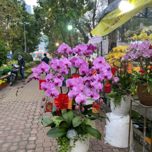 Chúc Mừng Năm Mới 06
