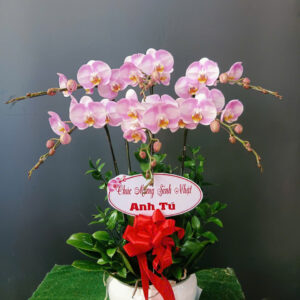 Hồ Điệp Chậu Nhỏ 01