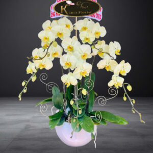 Hồ Điệp Chậu Nhỏ 02