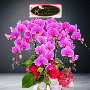 Hồ Điệp Chậu Nhỏ 05