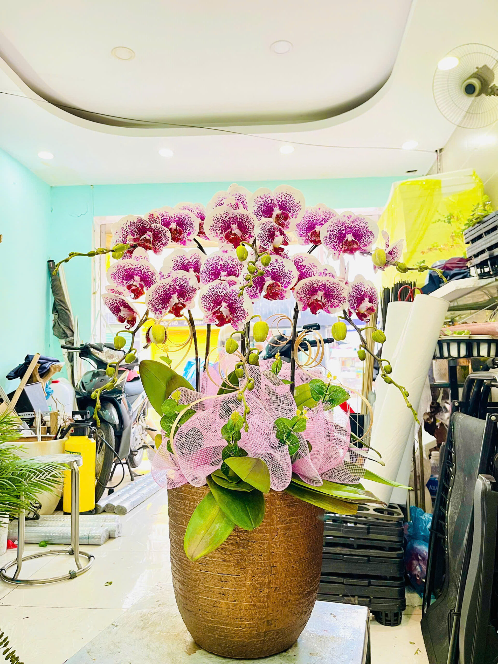 Hồ Điệp Chậu Nhỏ 06