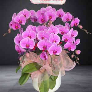 Hồ Điệp Chậu Nhỏ 07