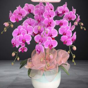 Hồ Điệp Chậu Nhỏ 08