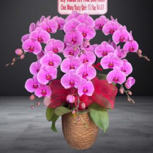 Hồ Điệp Chậu Nhỏ 09