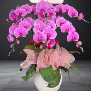 Hồ Điệp Chậu Nhỏ 10