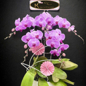 Hồ Điệp Chậu Nhỏ 14