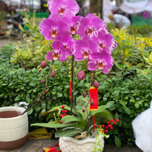 Hồ Điệp Chậu Nhỏ 15