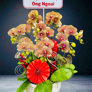 Hồ Điệp Chậu Nhỏ 16