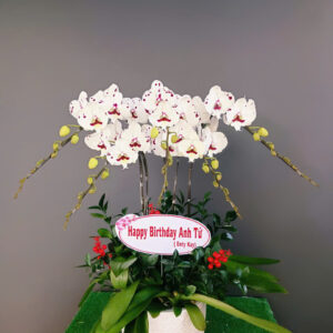 Hồ Điệp Chậu Nhỏ 18