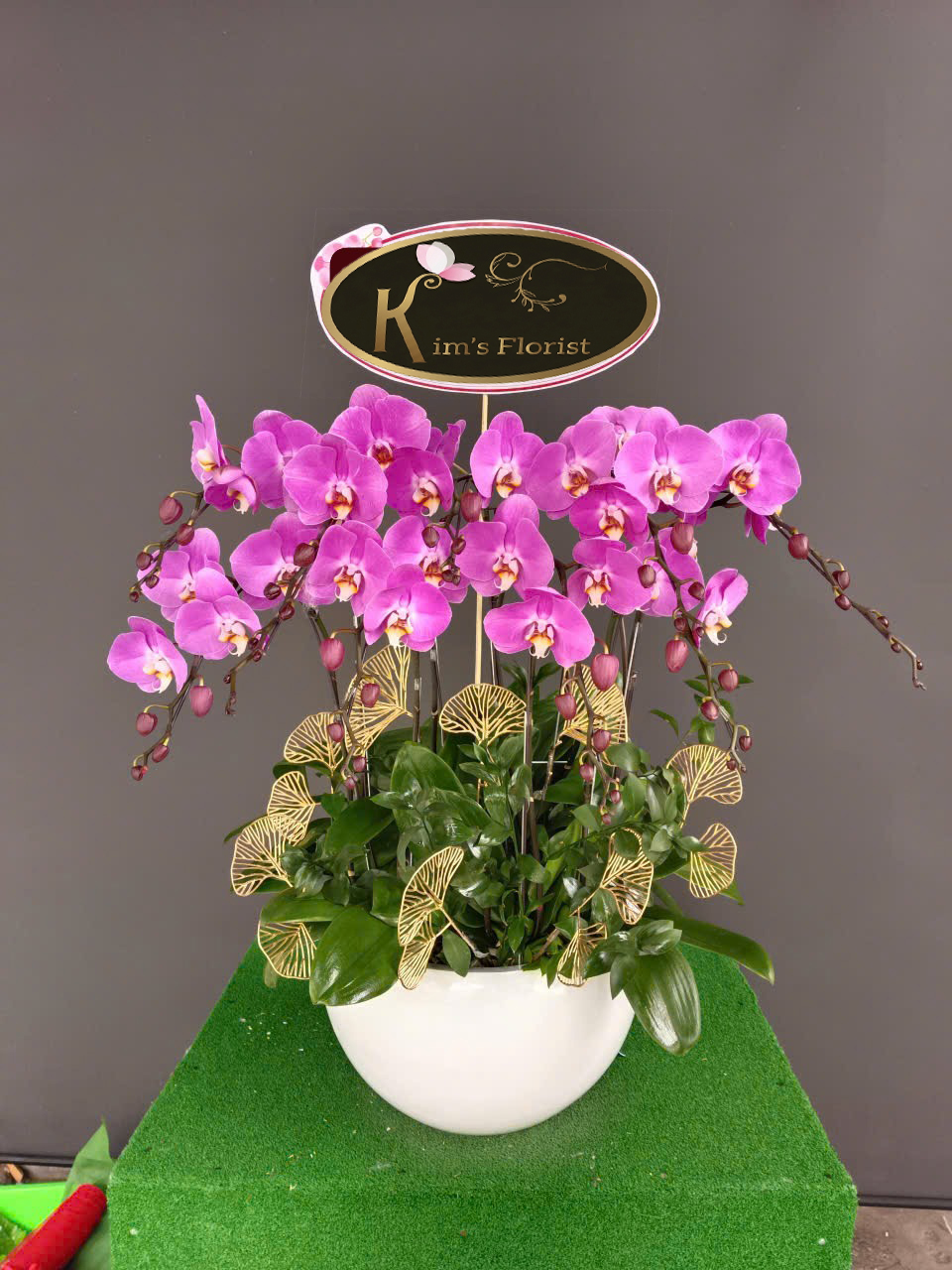 Hồ Điệp Chậu Nhỏ 19