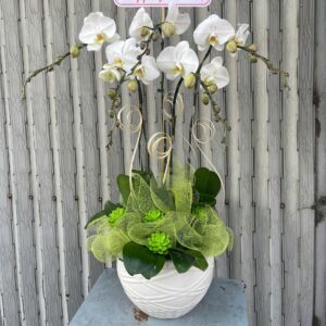 Hồ Điệp Chậu Nhỏ 21