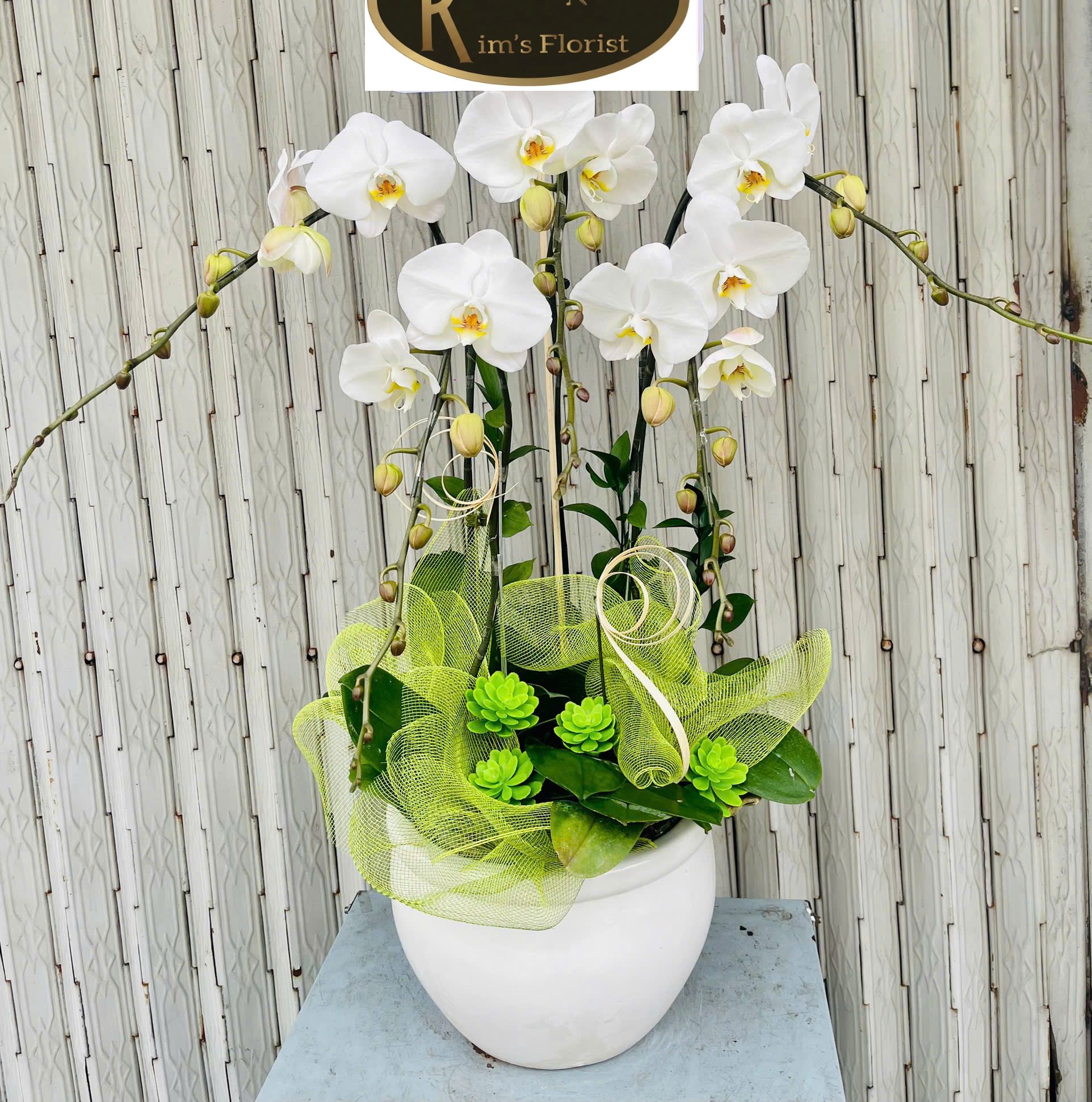 Hồ Điệp Chậu Nhỏ 24