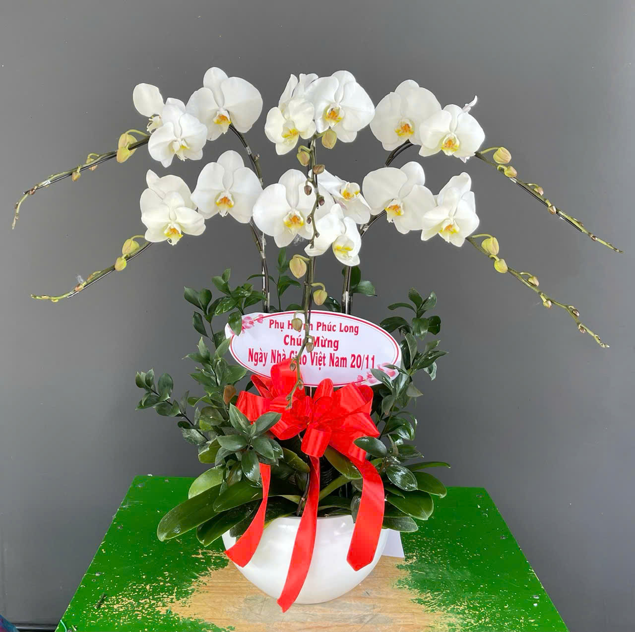 Hồ Điệp Chậu Nhỏ 26