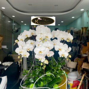 Hồ Điệp Chậu Nhỏ 27