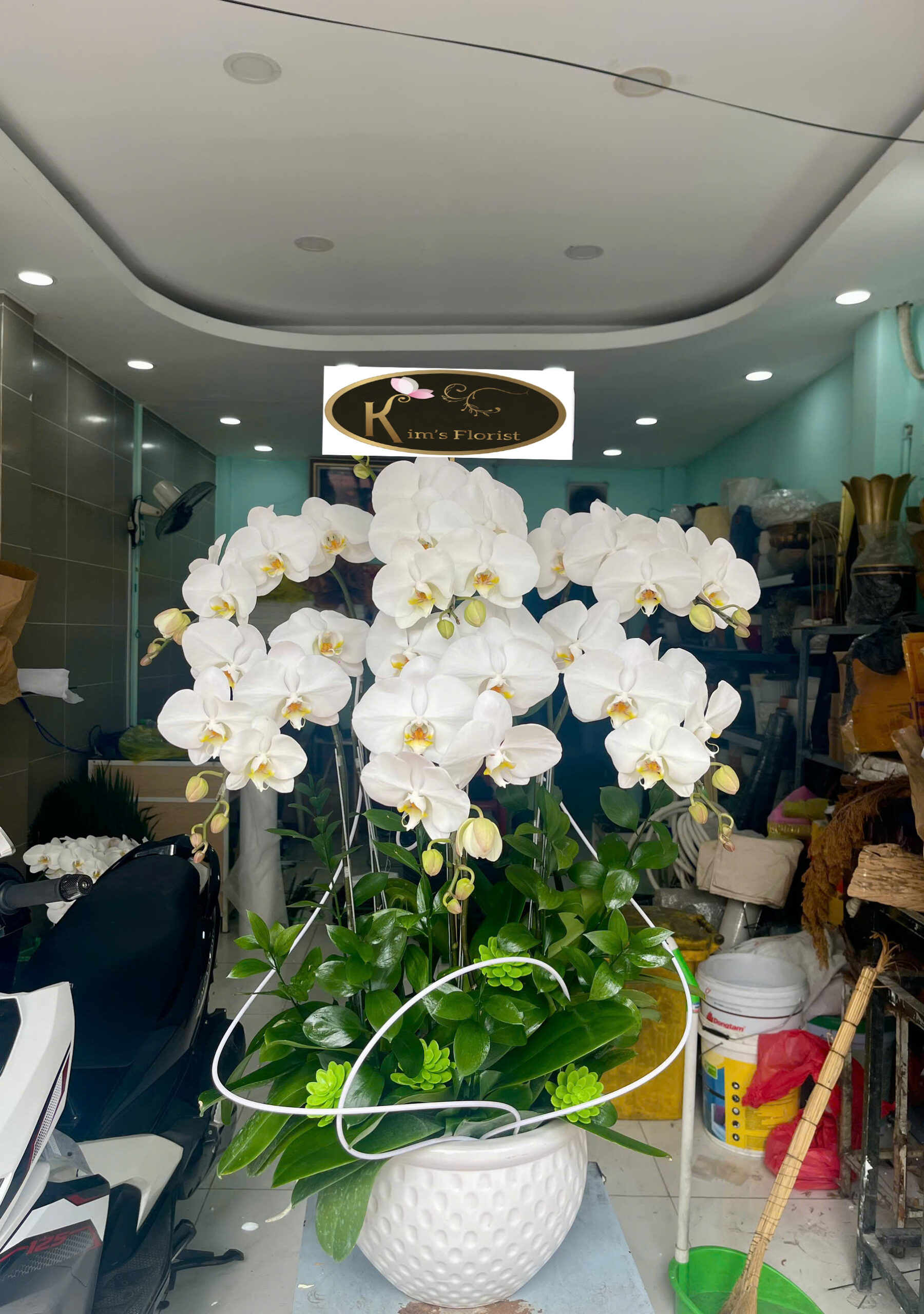 Hồ Điệp Chậu Nhỏ 27