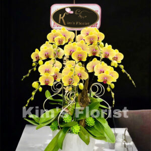Hồ Điệp Chậu Nhỏ 28