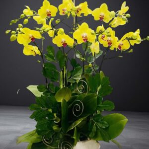 Hồ Điệp Chậu Nhỏ 29