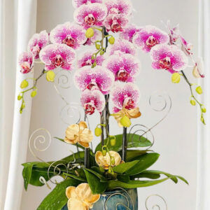 Hồ Điệp Chậu Nhỏ 30