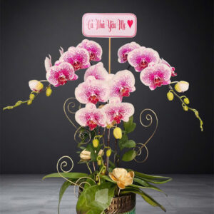 Hồ Điệp Chậu Nhỏ 31