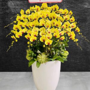 Hồ Điệp Chậu To 03