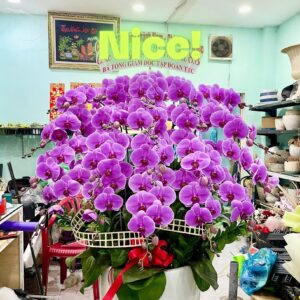 Hồ Điệp Chậu To 06