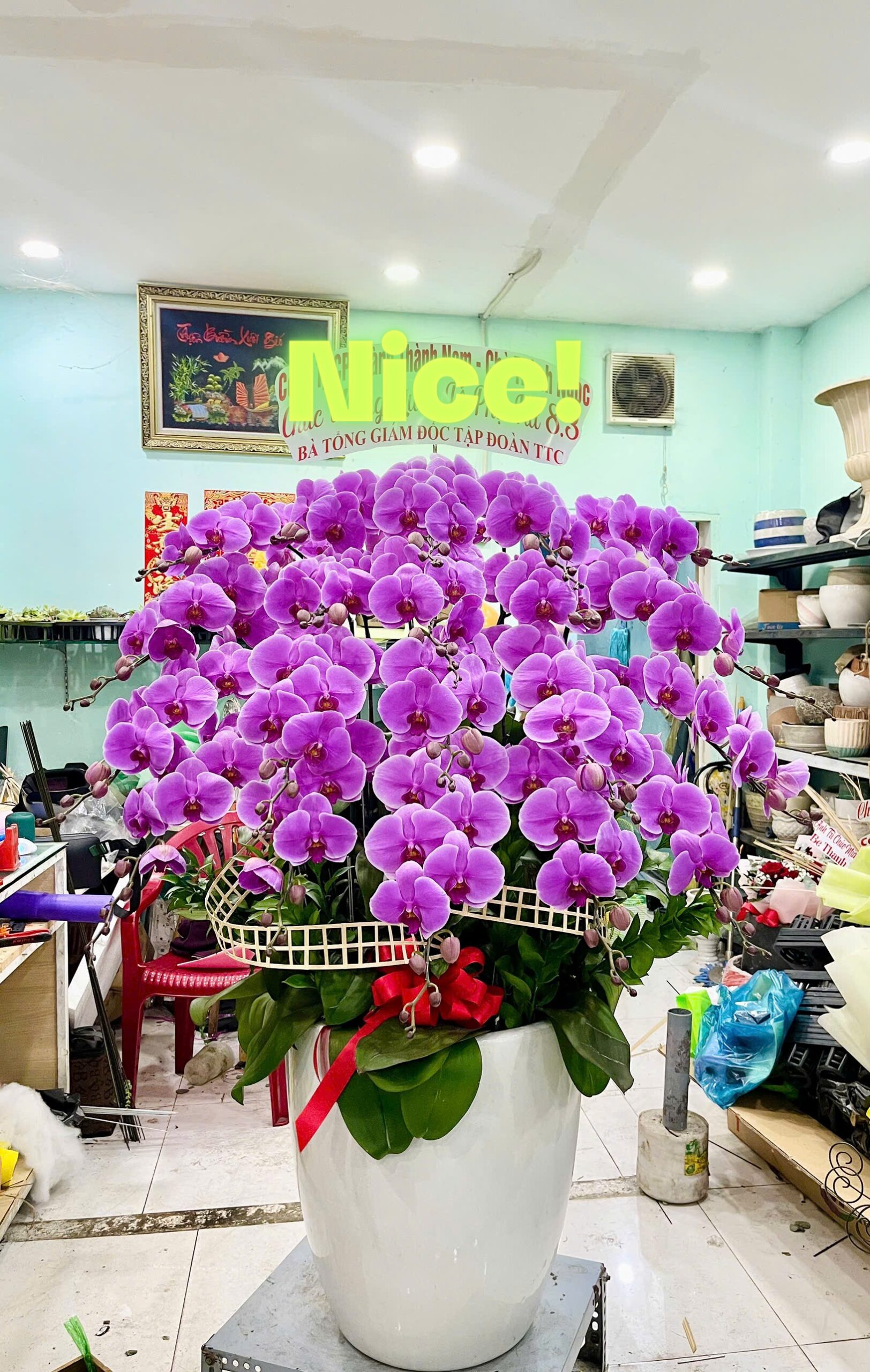 Hồ Điệp Chậu To 06