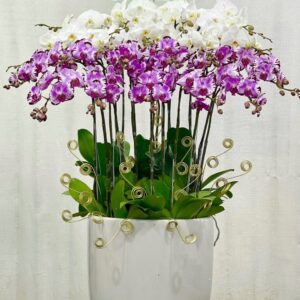 Hồ Điệp Chậu To 07