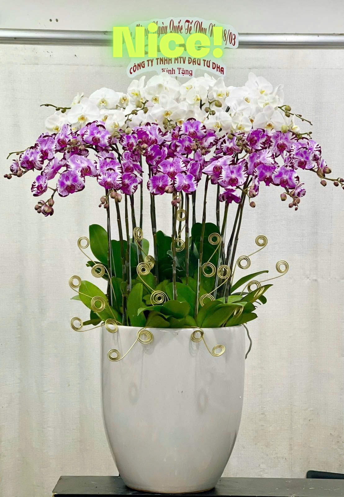 Hồ Điệp Chậu To 07