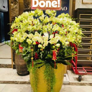 Hồ Điệp Chậu To 08