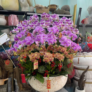 Hồ Điệp Chậu To 10