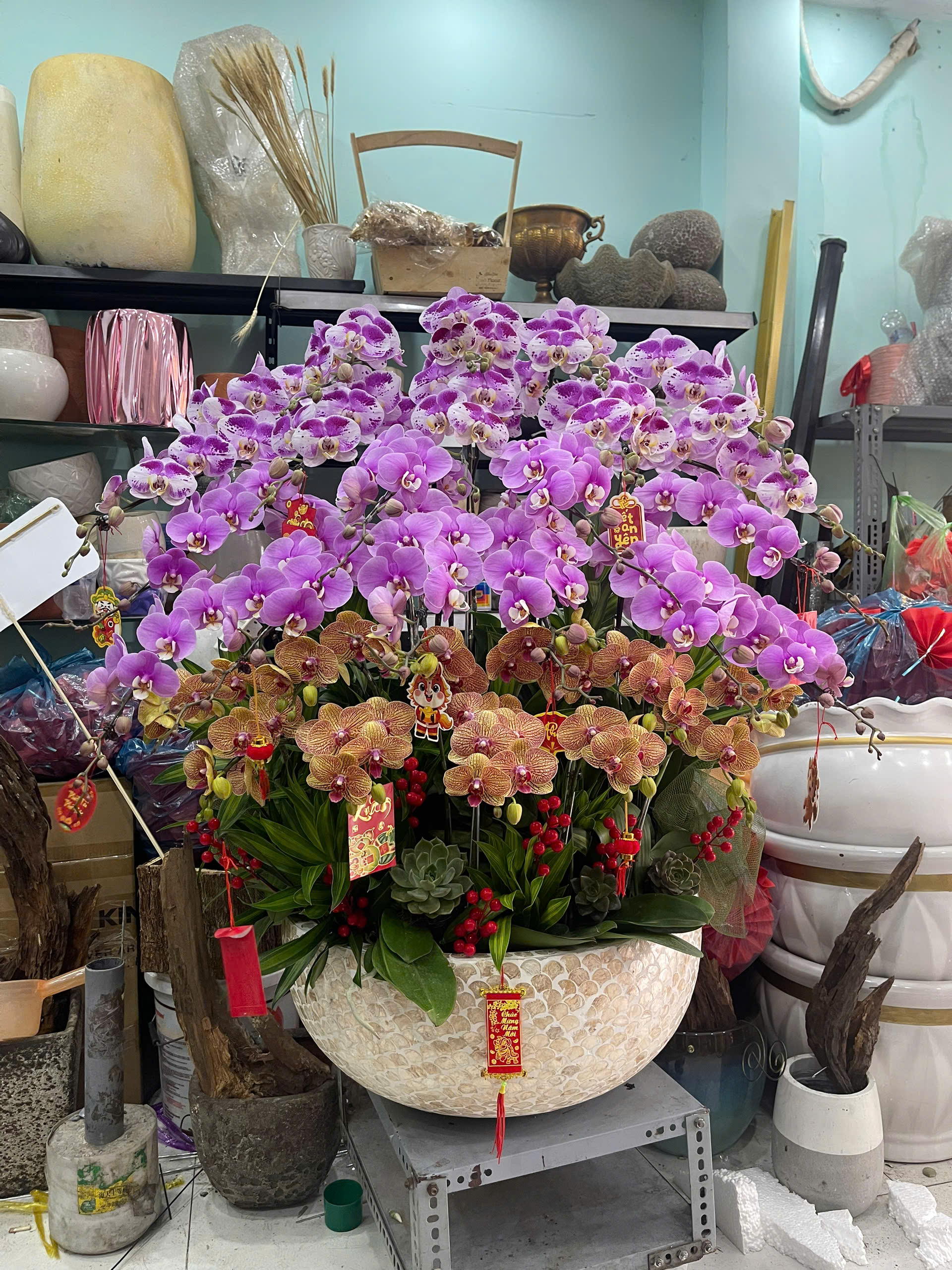 Hồ Điệp Chậu To 10