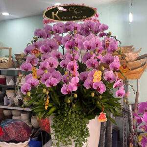 Hồ Điệp Chậu To 12