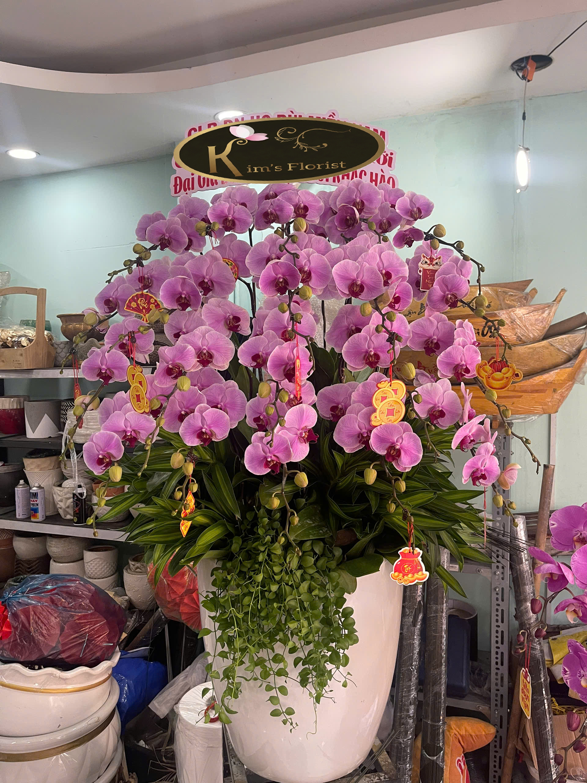 Hồ Điệp Chậu To 12