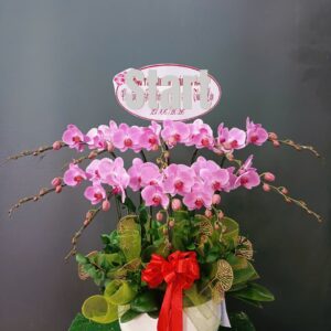 Hồ Điệp Chậu Vừa 01