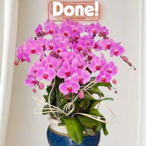 Hồ Điệp Chậu Vừa 02