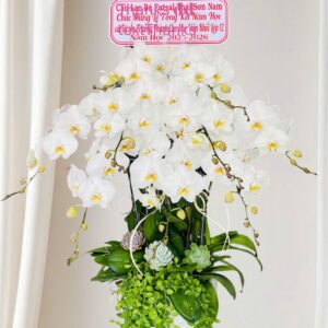 Hồ Điệp Chậu Vừa 03