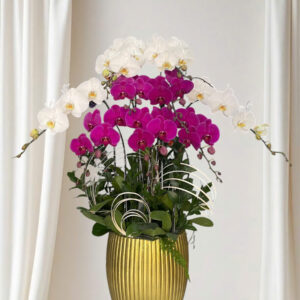 Hồ Điệp Chậu Vừa 04