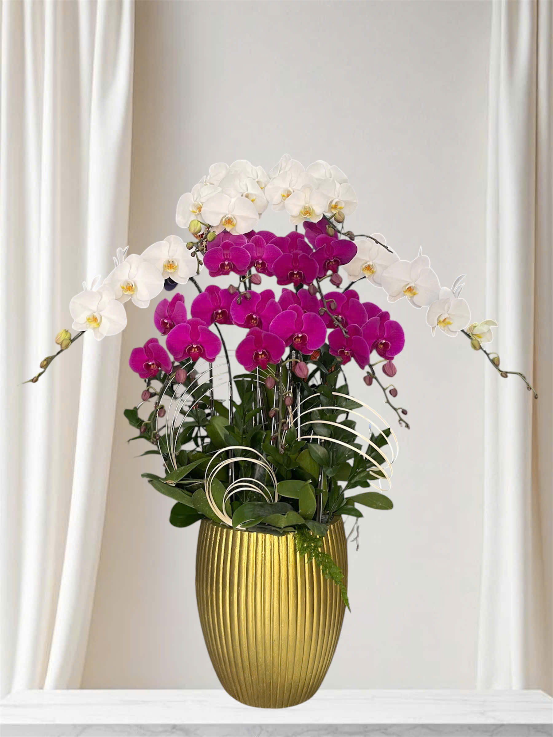 Hồ Điệp Chậu Vừa 04
