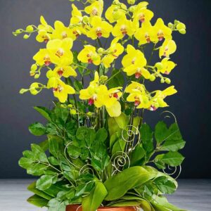 Hồ Điệp Chậu Vừa 05