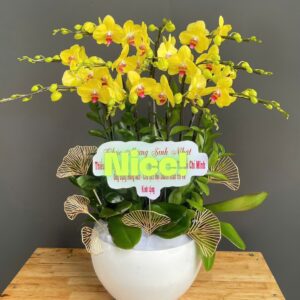 Hồ Điệp Chậu Vừa 06