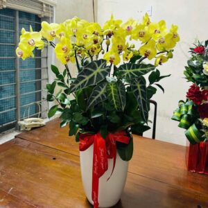 Hồ Điệp Chậu Vừa 07
