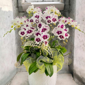 Hồ Điệp Chậu Vừa 08