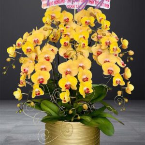 Hồ Điệp Chậu Vừa 09