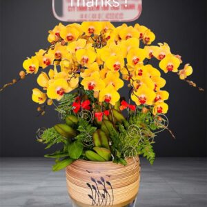 Hồ Điệp Chậu Vừa 10