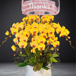 Hồ Điệp Chậu Vừa 11